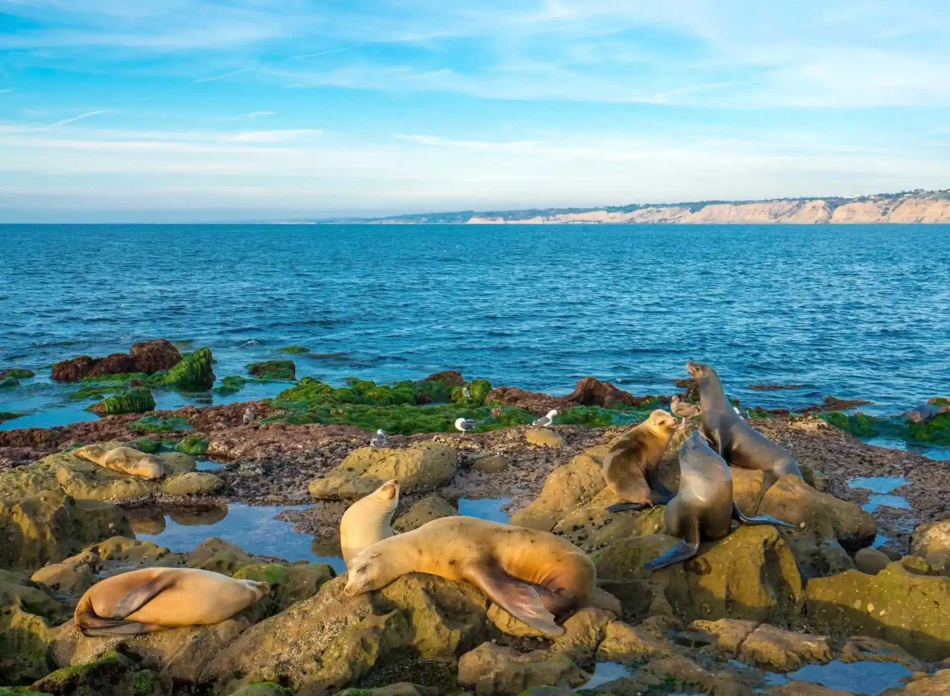 Top Relaxing Things to Do in San Diego for a Stress Free Weekend