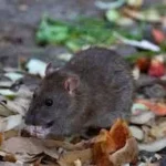  Mice Control and Extermination in Sussex County NJ