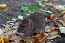  Mice Control and Extermination in Sussex County NJ