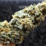 Afghan Kush Aroma