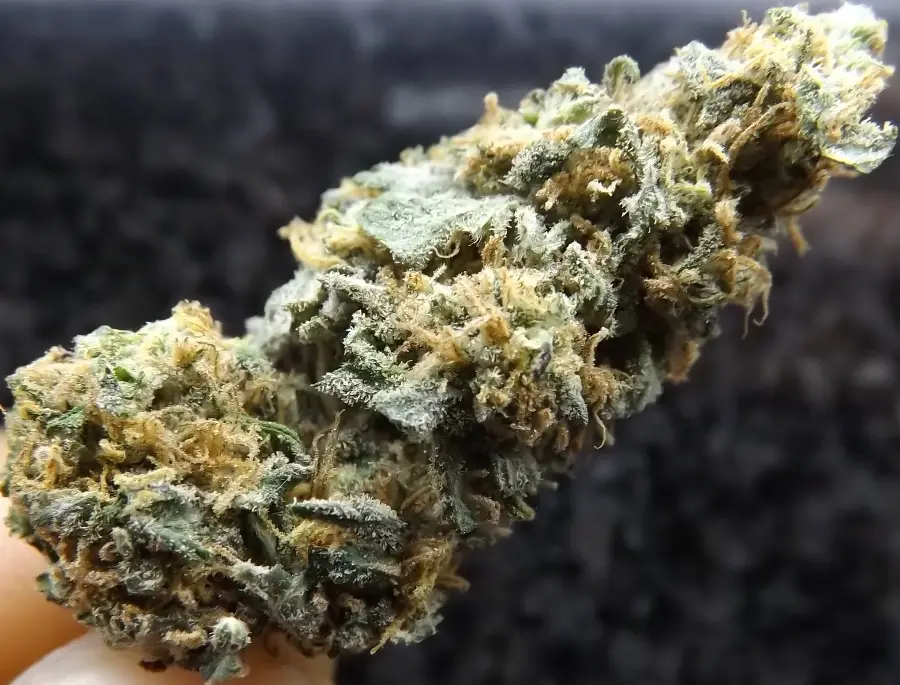Afghan Kush Aroma