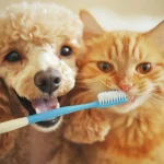 Animal Hospitals