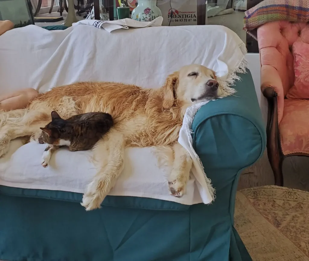 Felix Prehn, Goat Academy founder & his best friend Winston