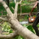 The Hidden Dangers of Overgrown Trees and Why Timely Maintenance Matters