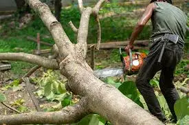 The Hidden Dangers of Overgrown Trees and Why Timely Maintenance Matters