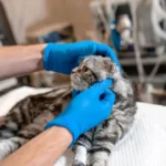 Pet’s Surgery