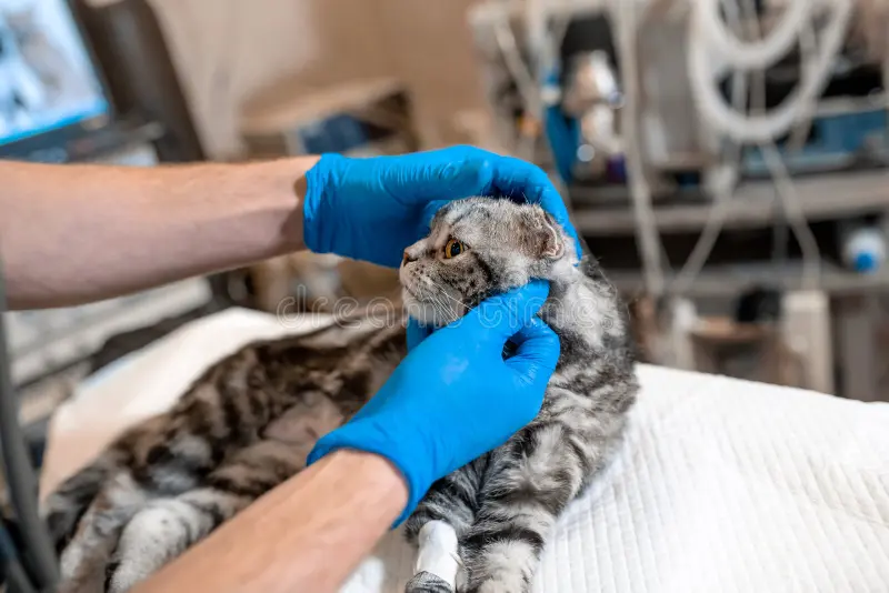 Pet’s Surgery