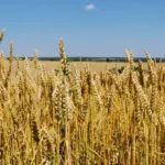 Why Ingredient Sourcing Matters More Than Ever for Canadian Food Businesses