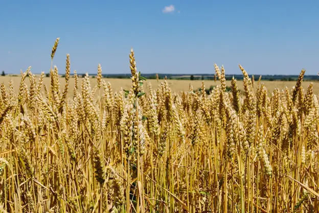 Why Ingredient Sourcing Matters More Than Ever for Canadian Food Businesses