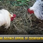 Cockfighting Sanclub