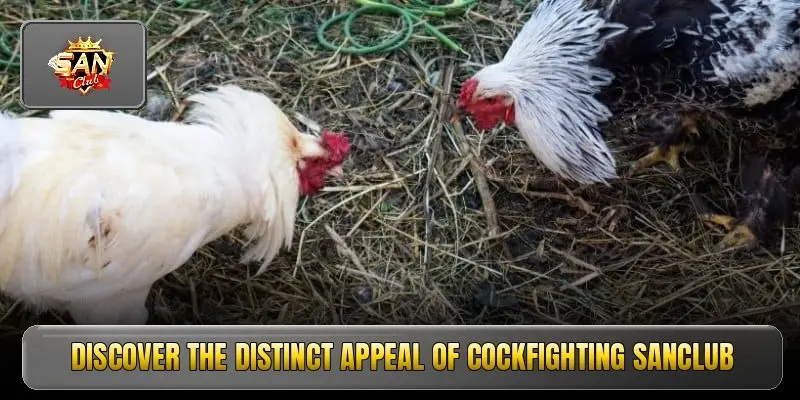 Cockfighting Sanclub
