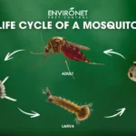 How Mosquito Control Companies Break the Mosquito Life Cycle