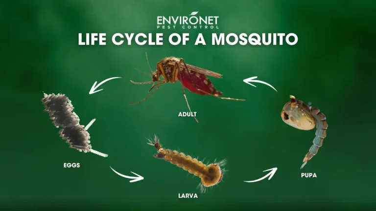 How Mosquito Control Companies Break the Mosquito Life Cycle
