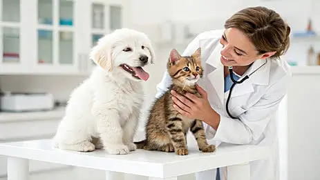 Animal Clinics