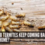 Why Your Dream Home Needs Active Termite Protection Now
