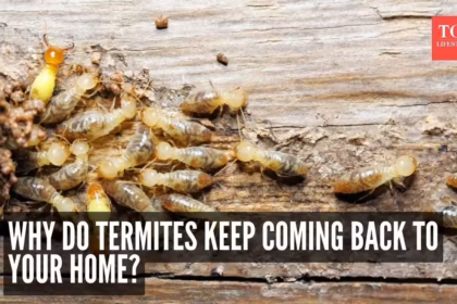 Why Your Dream Home Needs Active Termite Protection Now