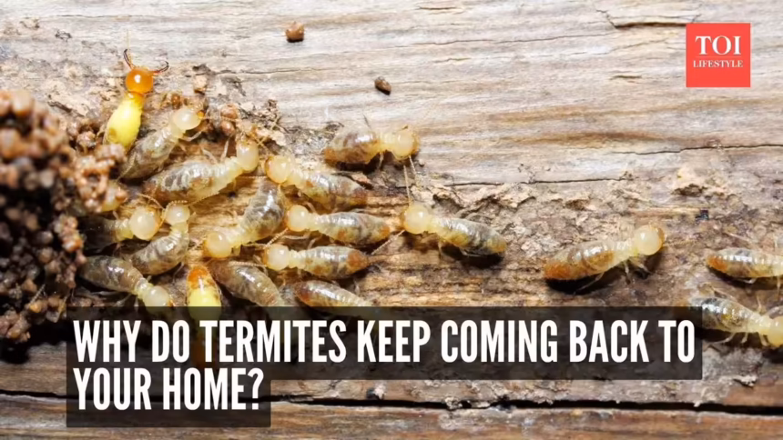 Why Your Dream Home Needs Active Termite Protection Now