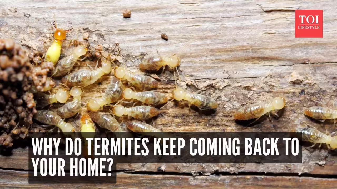 Why Your Dream Home Needs Active Termite Protection Now