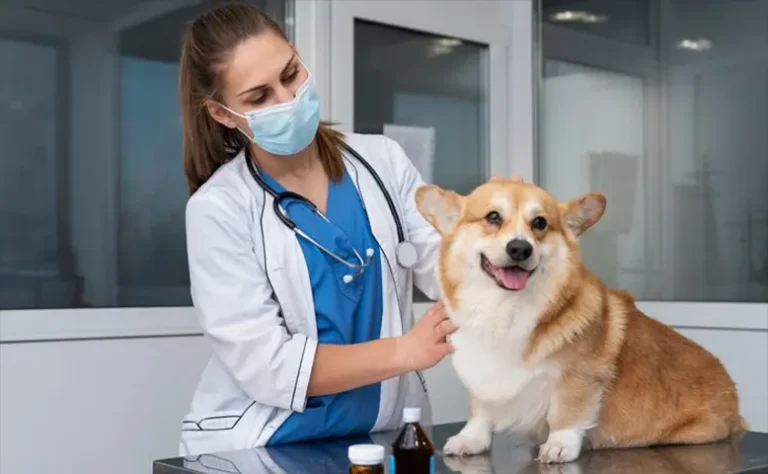 The Role Of Imaging And Lab Work In Veterinary Urgent Care