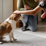 The Hidden Perks of Professional Dog Training Bringing a new dog into your home is an incredibly exciting experience. You envision peaceful evening walks, cozy weekend mornings on the couch, and a loyal companion greeting you with a wagging tail after a long day at work. However, the reality of pet ownership often involves chewed-up shoes, endless barking at the mail carrier, and a leash that feels more like a tug-of-war rope. This gap between expectation and reality is exactly where professional intervention changes everything. Many pet owners view basic obedience as a luxury or a solution only meant for behavioral problems. The truth is much more profound. Educating your canine companion is a fundamental part of providing a happy, healthy life for them, and it drastically improves your own quality of life in the process. When you invest time and resources into proper behavioral education, you unlock a completely new dynamic with your pet. As the leading experts at Boston Dog Butlers know, a well-behaved dog brings an irreplaceable sense of calm to your household. Let us explore the remarkable, often overlooked benefits of investing in your dog's education and how it can completely revolutionize your relationship with your favorite four-legged friend. A Harmonious Home Environment Chaos is not a mandatory part of owning a pet. Constant jumping, destructive chewing, and ignoring commands are signs of a dog that simply does not understand the rules of their environment. By establishing clear boundaries, you give your dog the structure they crave. Dogs are naturally pack animals that thrive when they know exactly what is expected of them. Working with the specialists at Boston Dog Butlers allows you to create a customized approach to your home's specific challenges. Instead of shouting across the living room or hiding your favorite slippers, you can rely on simple, effective communication. A trained dog understands when it is time to play and when it is time to settle down on their bed. This predictable behavior instantly lowers the stress levels of everyone in the household, creating a truly peaceful sanctuary for both you and your pet. Deeper Connection and Trust At its core, behavioral education is not about strict discipline or punishment. It is about learning to speak a shared language. When you learn how to effectively communicate with your dog, frustration melts away. You begin to understand their body language, and they begin to respect your guidance. This mutual understanding builds an incredible foundation of trust. Your dog learns to look to you for direction when they feel unsure or frightened, rather than reacting out of fear. Boston Dog Butlers focuses heavily on positive reinforcement techniques that nurture this bond. Every successful session reinforces the idea that you are a team. The result is a companion who listens to you not out of fear, but out of a deep-seated respect and genuine affection. Safe and Enjoyable Outings One of the greatest joys of pet ownership is including your dog in your daily adventures. However, if your dog pulls aggressively on the leash, lunges at passing bicycles, or ignores recall commands, a simple trip to the local park can quickly become a stressful ordeal. This often leads to owners leaving their dogs at home, depriving them of vital socialization and exercise. Proper behavioral guidance completely eliminates this anxiety. Teaching your dog loose-leash walking and reliable recall commands ensures their safety and your peace of mind. You can confidently take a stroll through a busy neighborhood, visit a dog-friendly cafe, or hike a new trail. The dedicated professionals at Boston Dog Butlers equip you with the skills necessary to handle real-world distractions, allowing you to finally enjoy those picturesque outings you always dreamed of. Unlocking Your Pet's Full Potential Dog training is so much more than just teaching basic commands; it is an incredible opportunity to completely transform your daily routine, reduce your stress levels, and build an unbreakable bond of trust with your furry companion. When you commit to this process, you are actively choosing to give your dog the best possible life. Boston Dog Butlers stands ready to help you navigate this rewarding journey. Their team of passionate, experienced professionals provides top-tier service tailored to the unique personality of your dog and the specific goals of your family. They do not just teach your dog how to sit or stay; they provide comprehensive lifestyle solutions that integrate seamlessly into your daily routine. Do not settle for a chaotic household or stressful walks. Reach out to the experts at Boston Dog Butlers today to discover how their personalized services can bring out the absolute best in your pet. It is time to experience the true joy of living with a wonderfully well-behaved companion.