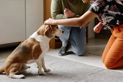 The Hidden Perks of Professional Dog Training Bringing a new dog into your home is an incredibly exciting experience. You envision peaceful evening walks, cozy weekend mornings on the couch, and a loyal companion greeting you with a wagging tail after a long day at work. However, the reality of pet ownership often involves chewed-up shoes, endless barking at the mail carrier, and a leash that feels more like a tug-of-war rope. This gap between expectation and reality is exactly where professional intervention changes everything. Many pet owners view basic obedience as a luxury or a solution only meant for behavioral problems. The truth is much more profound. Educating your canine companion is a fundamental part of providing a happy, healthy life for them, and it drastically improves your own quality of life in the process. When you invest time and resources into proper behavioral education, you unlock a completely new dynamic with your pet. As the leading experts at Boston Dog Butlers know, a well-behaved dog brings an irreplaceable sense of calm to your household. Let us explore the remarkable, often overlooked benefits of investing in your dog's education and how it can completely revolutionize your relationship with your favorite four-legged friend. A Harmonious Home Environment Chaos is not a mandatory part of owning a pet. Constant jumping, destructive chewing, and ignoring commands are signs of a dog that simply does not understand the rules of their environment. By establishing clear boundaries, you give your dog the structure they crave. Dogs are naturally pack animals that thrive when they know exactly what is expected of them. Working with the specialists at Boston Dog Butlers allows you to create a customized approach to your home's specific challenges. Instead of shouting across the living room or hiding your favorite slippers, you can rely on simple, effective communication. A trained dog understands when it is time to play and when it is time to settle down on their bed. This predictable behavior instantly lowers the stress levels of everyone in the household, creating a truly peaceful sanctuary for both you and your pet. Deeper Connection and Trust At its core, behavioral education is not about strict discipline or punishment. It is about learning to speak a shared language. When you learn how to effectively communicate with your dog, frustration melts away. You begin to understand their body language, and they begin to respect your guidance. This mutual understanding builds an incredible foundation of trust. Your dog learns to look to you for direction when they feel unsure or frightened, rather than reacting out of fear. Boston Dog Butlers focuses heavily on positive reinforcement techniques that nurture this bond. Every successful session reinforces the idea that you are a team. The result is a companion who listens to you not out of fear, but out of a deep-seated respect and genuine affection. Safe and Enjoyable Outings One of the greatest joys of pet ownership is including your dog in your daily adventures. However, if your dog pulls aggressively on the leash, lunges at passing bicycles, or ignores recall commands, a simple trip to the local park can quickly become a stressful ordeal. This often leads to owners leaving their dogs at home, depriving them of vital socialization and exercise. Proper behavioral guidance completely eliminates this anxiety. Teaching your dog loose-leash walking and reliable recall commands ensures their safety and your peace of mind. You can confidently take a stroll through a busy neighborhood, visit a dog-friendly cafe, or hike a new trail. The dedicated professionals at Boston Dog Butlers equip you with the skills necessary to handle real-world distractions, allowing you to finally enjoy those picturesque outings you always dreamed of. Unlocking Your Pet's Full Potential Dog training is so much more than just teaching basic commands; it is an incredible opportunity to completely transform your daily routine, reduce your stress levels, and build an unbreakable bond of trust with your furry companion. When you commit to this process, you are actively choosing to give your dog the best possible life. Boston Dog Butlers stands ready to help you navigate this rewarding journey. Their team of passionate, experienced professionals provides top-tier service tailored to the unique personality of your dog and the specific goals of your family. They do not just teach your dog how to sit or stay; they provide comprehensive lifestyle solutions that integrate seamlessly into your daily routine. Do not settle for a chaotic household or stressful walks. Reach out to the experts at Boston Dog Butlers today to discover how their personalized services can bring out the absolute best in your pet. It is time to experience the true joy of living with a wonderfully well-behaved companion.