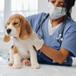 The Role Of Animal Hospitals In Managing Infectious Diseases