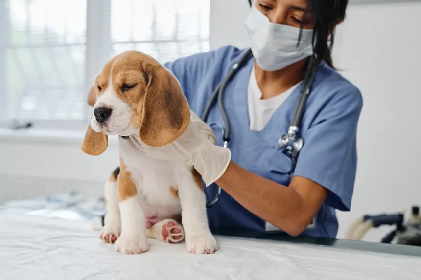 The Role Of Animal Hospitals In Managing Infectious Diseases