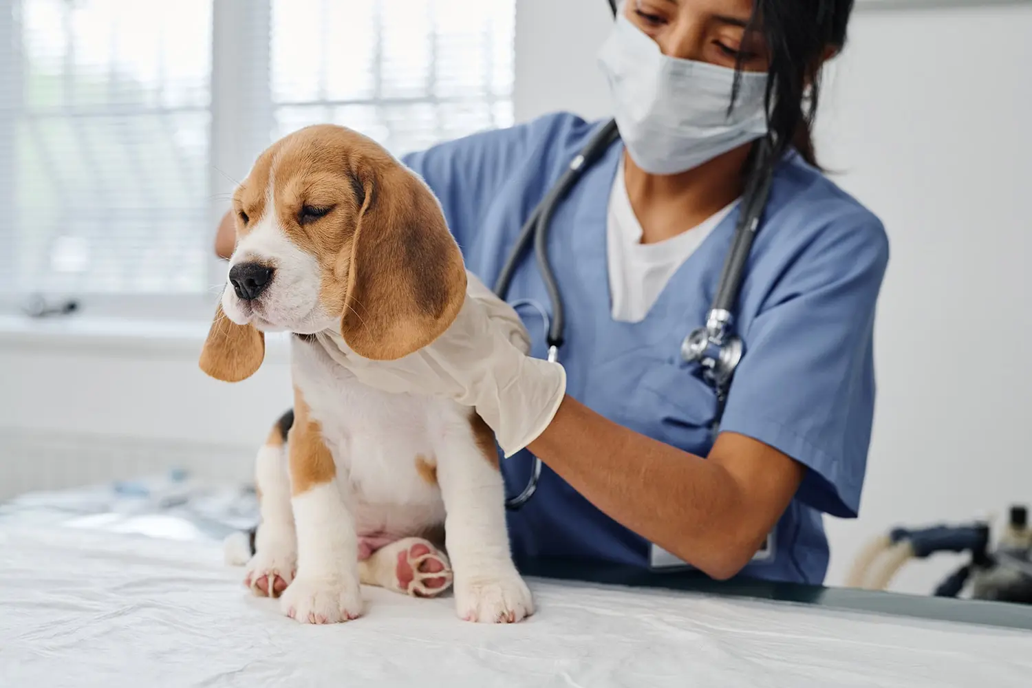 The Role Of Animal Hospitals In Managing Infectious Diseases