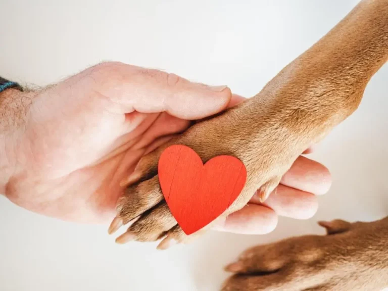 Leaving a gift in your will: A simple way to support animal welfare forever