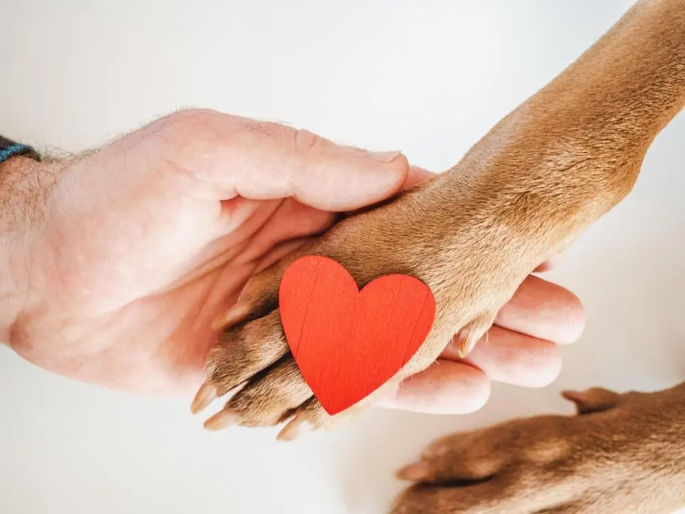 Leaving a gift in your will: A simple way to support animal welfare forever