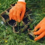 Best Lawn Seeding Services In Raleigh From Triangle Lawn Care
