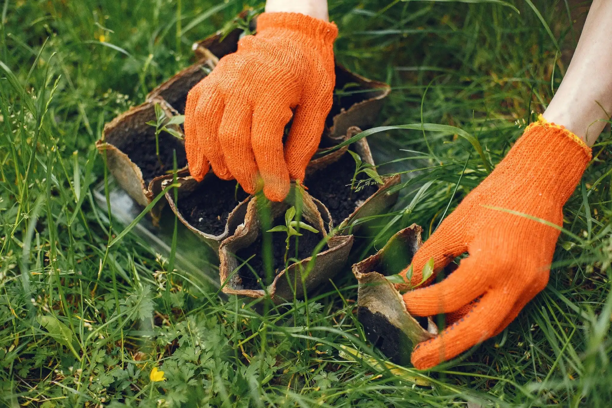 Best Lawn Seeding Services In Raleigh From Triangle Lawn Care