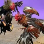 Cockfighting Sunwin