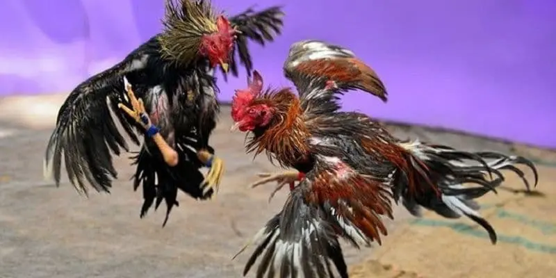 Cockfighting Sunwin