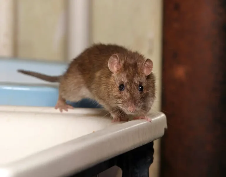 Mice Control and Extermination in Sussex County NJ