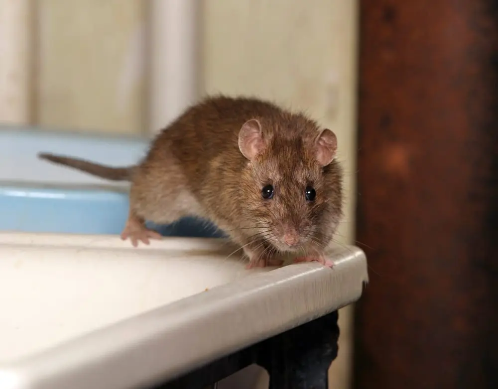 Mice Control and Extermination in Sussex County NJ